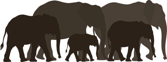 Dark brown elephant family silhouettes, walking herd, black wildlife icons, vector graphics © Jihadul