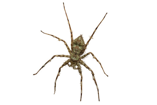 Brown Huntsman Spider Isolated on White Background