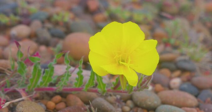 4K video; Yellow flower of Oenothera odorata trembling in the wind on a pebble beach at the Atlantic coast of Patagonia, Cabo Raso Argentina