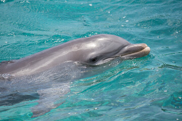 Delfin im Meer  © Bittner KAUFBILD.de