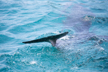 Flosse eines Delfins im Meer  © Bittner KAUFBILD.de