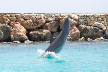 Delfin im Meer macht Luftsprung © Bittner KAUFBILD.de