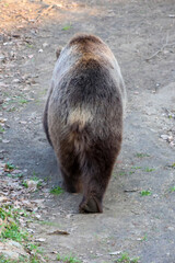 Obraz premium Solitary Bear Strolling on Forest Path in Natural Habitat