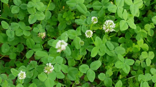 木漏れ日が揺れるシロツメクサの野原に見つけた3本並んだ四つ葉のクローバー