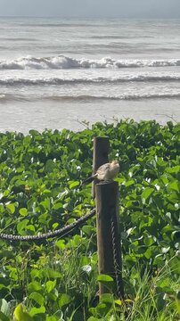 Anu Branco na Praia do Barrote, em Jacara&iacute;pe. Serra, Esp&iacute;rito Santo, Brasil.