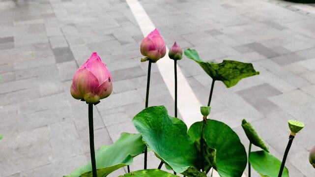 Vibrant pink lotus buds stand tall and sway in the breeze on the gray stone path, showcasing the elegant of nature and the serene urban growth. Video transition, 4k, 60 fps