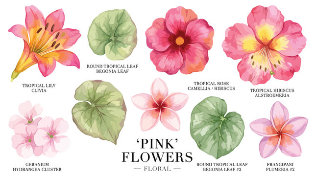 Collection of assorted pink tropical flowers and green leaves with labels on a white background on transparent background