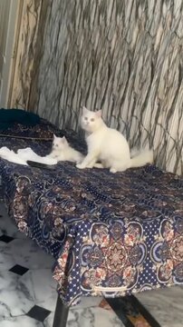 Adult white cat playing gently with a small fluffy kitten on a patterned bed inside a comfortable modern home