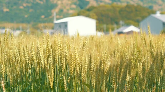 Golden Wheat Field Swaying in the Early Summer Breeze in a Peaceful Rural Landscape
