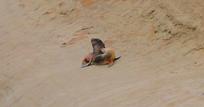 Two South-American Fur Seals  (Arctocephalus australis) a male and a female play fighting at the Atlantic coast in Monte Leon National Park, Patagonia Argentina
