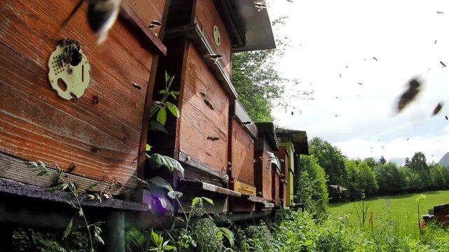 Swarm of honey bees (Apis mellifera) defend their hive in apiary and attack the intruder in SLOW MOTION HD VIDEO.  Fisheye.