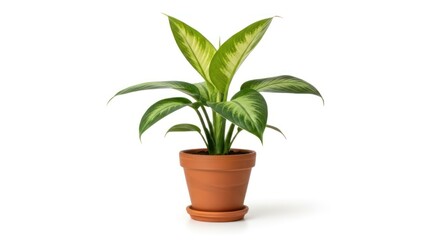 Fototapeta premium A potted plant with broad, variegated leaves in a terracotta pot against a plain white background. The plant appears healthy and well-maintained, with a simple and clean composition.