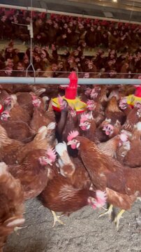 Galinheiro com 15.000 Galinhas Vermelhas. Ch