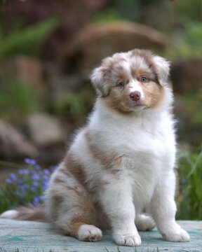 Red merle Australian Shepherd puppy sitting outdoors in garden, cute fluffy dog portrait