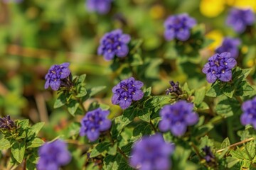 Obraz premium Small purple flowers bloom in green grass under sunlight. Lush plants grow wild in nature with soft focus background. Blue petals open wide.
