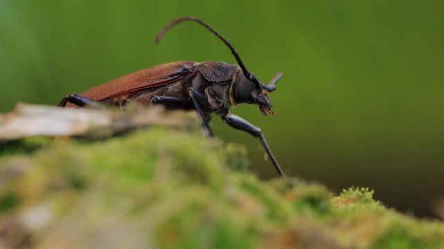 Extreme macro close-up of a longhorn beetle in natural forest habitat, detailed view of wild insect with long antennae and textured exoskeleton, resting on bark in soft natural light