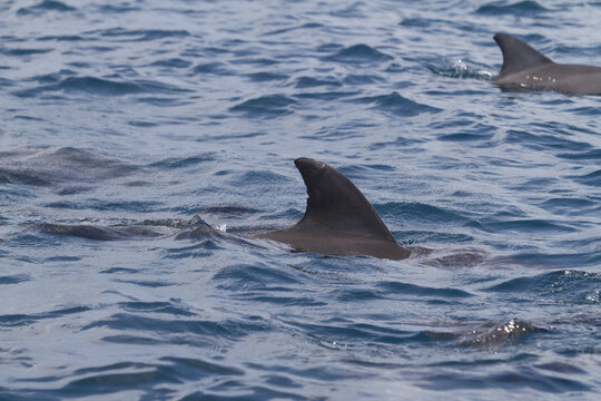 View of dolphins swimming in the Indian Ocean with dorsal fins visible above the blue rippling water near Tiwi Beach, Tiwi, Wilaya ya Kwale, Kenya.