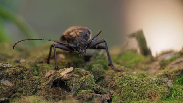 Extreme macro close-up of a longhorn beetle in natural forest habitat, detailed view of wild insect with long antennae and textured exoskeleton, resting on bark in soft natural light