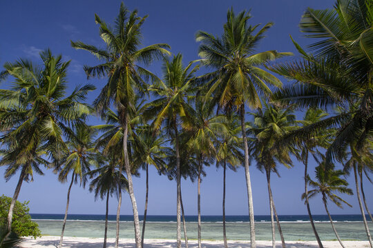 View of tall palm trees lining the white sand of Tiwi Beach with turquoise ocean water under a clear blue sky Tiwi, Wilaya ya Kwale, Kenya.