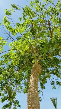 Exotic silk floss tree with thorny trunk growing in luxury 5-star resort beach in Sharm El Sheikh. Beautiful tropical hotel park by Red Sea coast in Egypt, sunny summer vacation travel background.