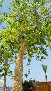 Exotic silk floss tree with thorny trunk growing in luxury 5-star resort beach in Sharm El Sheikh. Beautiful tropical hotel park by Red Sea coast in Egypt, sunny summer vacation travel background.