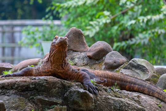 A Komodo dragon, the iconic giant reptile originating from Indonesia.