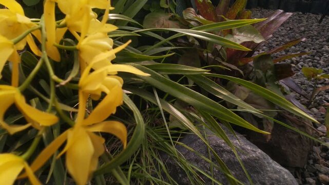 Close-up of vibrant yellow orchid flowers with green leaves.