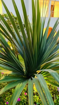 Exotic traveler palm tree with night illumination in lush garden of luxury 5-star hotel resort at Sharm El Sheikh. Premium all inclusive tropical hotel park with scenic landscape design in Egypt.