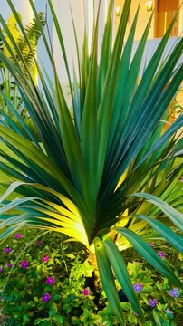Exotic dasylirion plant with evening illumination in lush garden of luxury 5-star hotel resort at Sharm El Sheikh. Premium all inclusive tropical hotel park with landscape design in Egypt.