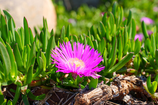 Vibrant Pink Carpobrotus Edulis Flower Blooming in Sunny Coastal Garden
