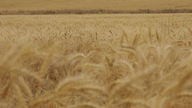 Close up view of ripe golden wheat ears moving gently in the wind across an agricultural field during harvest season. Natural rural landscape with shallow depth of field and soft warm colors.
