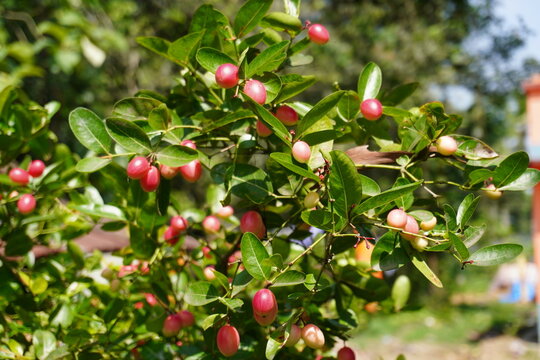 Ripening Red and Pink Carissa Carandas Berries Cluster with Green Leaves