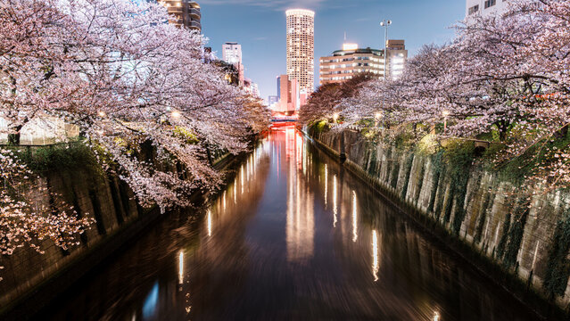 Stunning night view of cherry blossoms blooming along Meguro River in Tokyo with city lights reflection