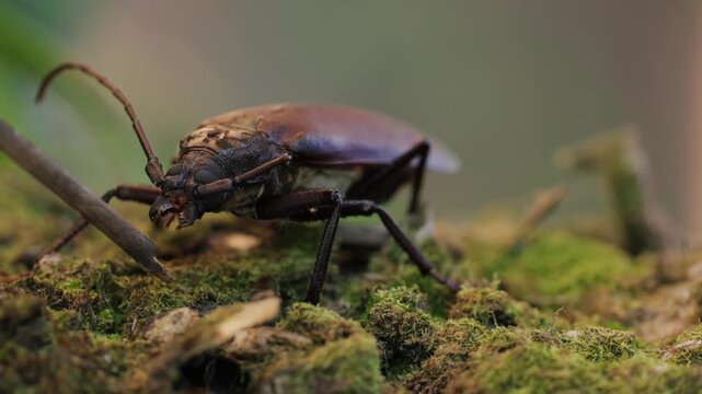 Extreme macro close-up of a longhorn beetle in natural forest habitat, detailed view of wild insect with long antennae and textured exoskeleton, resting on bark in soft natural light