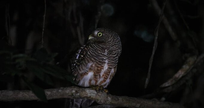 Asian Barred Owlet (Glaucidium cuculoides) perched on tree branch in dark forest at night. Owl looks over shoulder with yellow eyes visible. Close-up wildlife in low light.
