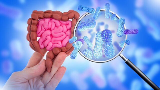 Bifidobacteria gut microbiota concept with intestine model and magnified probiotics analysis
