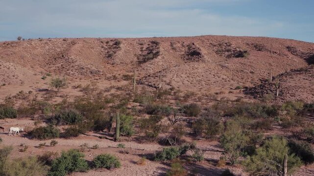 View Of A Band Of Wild Horses Moving Across A Desert Landscape In Tonto National Forest Arizona