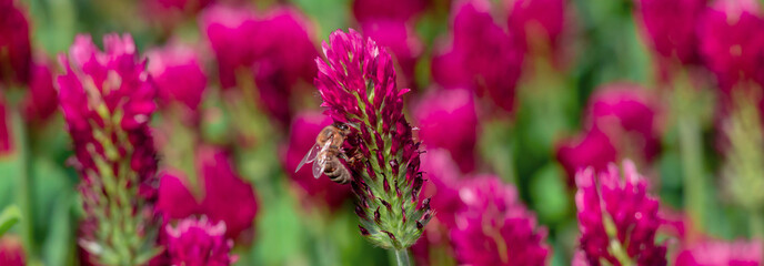 A close-up of a bee harvesting nectar from red clover blossoms surrounded by lush green foliage under bright sunlight, illustrating pollination and the beauty of nature. © lms_lms