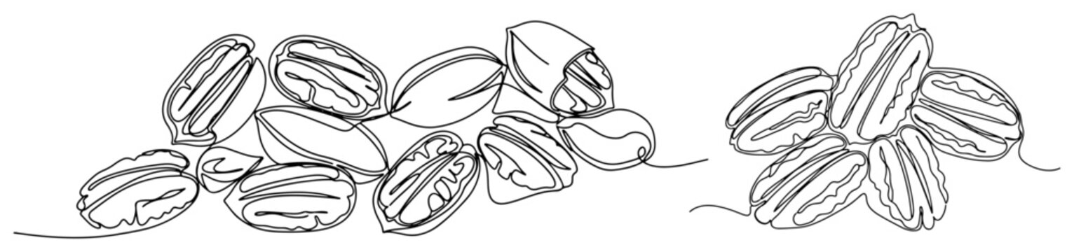 Pecan nuts and kernels heap in continuous line art style