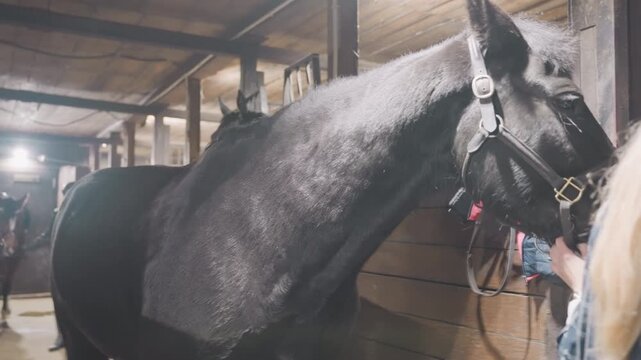 Helmeted rider leading horse out stall. Tandem education aftercare with gentle grooming and feeding, calm barn light, trusting connection, quiet reflective moment with equine companion.