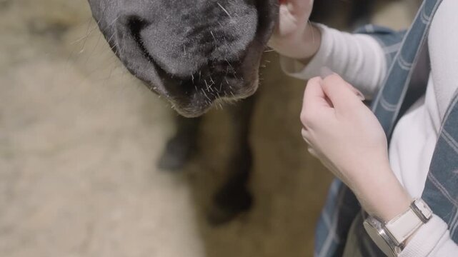 Hand offering carrot to horse muzzle in stall, intimate tandem education reward and bonding moment with closeup fingertips and dusty forehead gentle chew and nostril sniff, soft stable light, tactile
