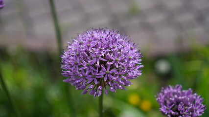 Obraz premium Single Allium Globe Against Soft Background, Tall Stem Rising From Blurred Greenery, Crisp Petal Edges,