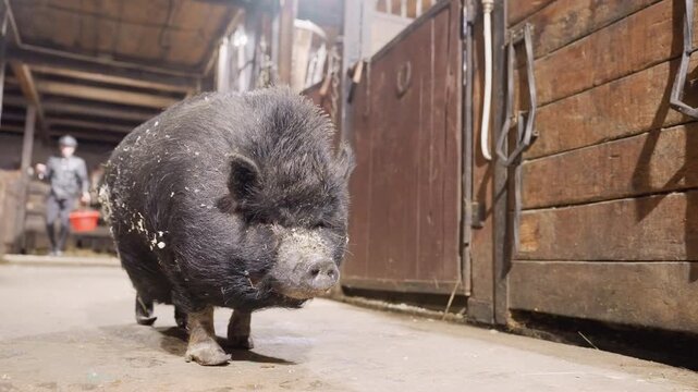 Potbellied pig moving through stable corridor. Small black pig with sawdust coat strides confidently indoors. Confident black potbellied pig walks through rustic barn aisle with farmer blurred
