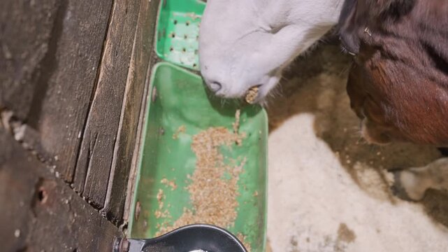 Gentle horse nuzzling feed in morning light. Serene bay horse in stall softly nuzzling feeders and scattered hay. Tranquil bay mare enjoying morning feed at wooden divider with scattered grains