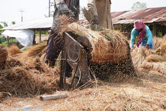 Traditional Threshing Machine in Rural Farming Scene
