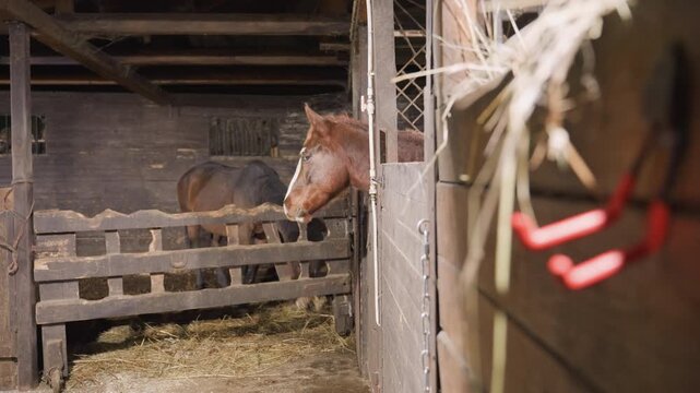 Chestnut horse peeking from stall, rustic barn interior with straw and wooden fence, patient animal watching from shadowed stall while bridle hangs nearby, tranquil scene suggesting waiting and gentle