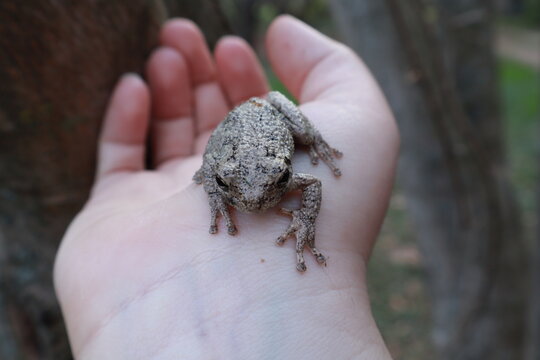 frog on a hand
