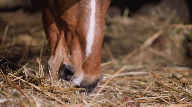 Close up chestnut horse muzzle eating hay, gentle nibbling and snuffle across five frames, soft whiskers brushing straw, ambient stall light, macro texture of feed and nostril detail, calm rural night
