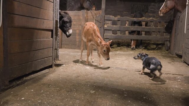 Playful dog approaches curious calf inside barn stable, puppy sniffing calf nose, straw covered floor, wooden gate and warm sunlight, energetic movement and mutual investigation, friendly barnyard