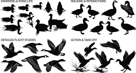 Black silhouette illustrations of geese in swimming, walking, flying, and take-off poses for wildlife design projects © It's Bishaaaaaal
